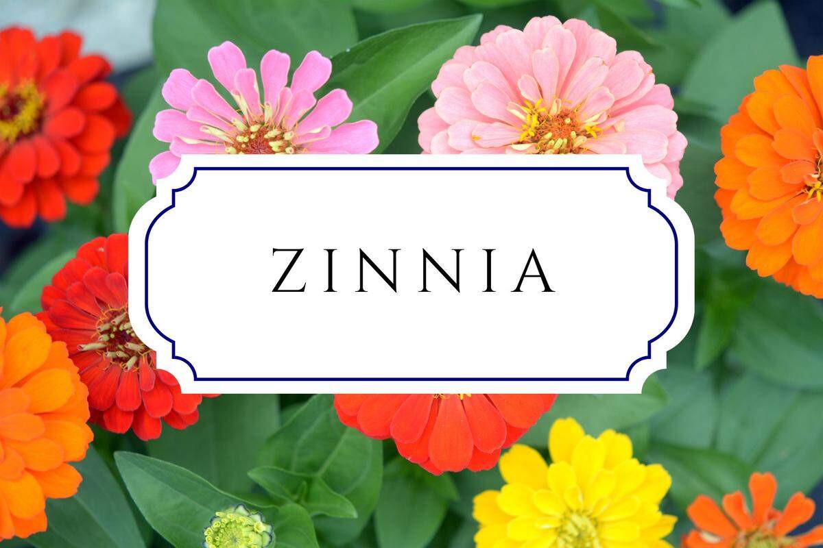 unique nature names zinnia