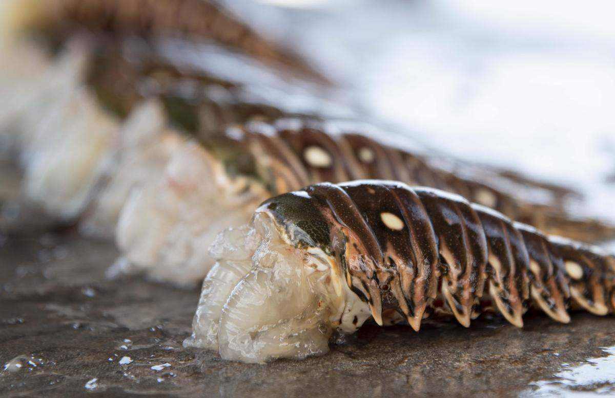 Harvested spiny tail lobster tails are lined up, ready to be cleaned during the last day of the mini-season at Matheson Hammock Park on July 25, 2019.