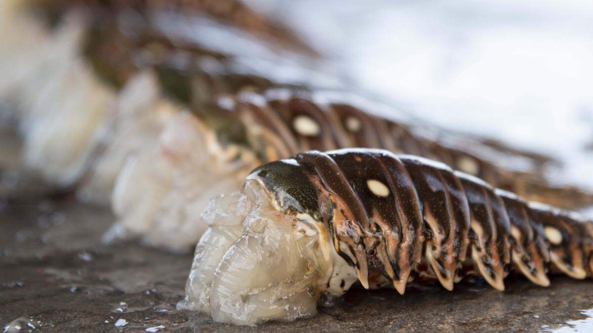 Harvested spiny tail lobster tails are lined up, ready to be cleaned during the last day of the mini-season at Matheson Hammock Park on July 25, 2019.
