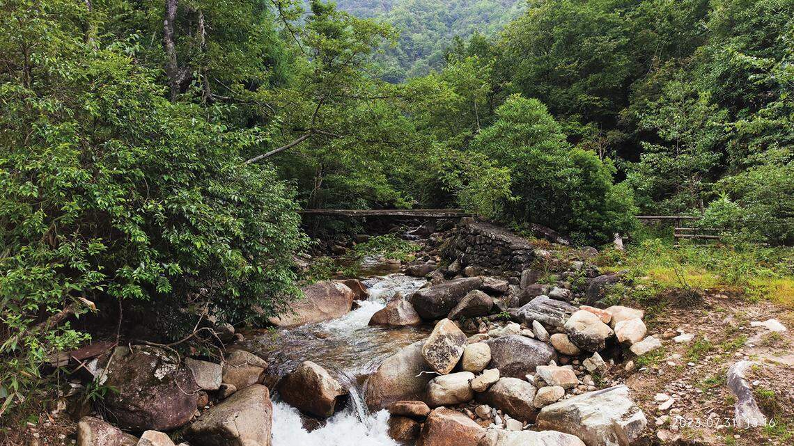 Scientists discovered unusual creatures in China and determined they were a new species of odd-scaled snake, according to a new study.