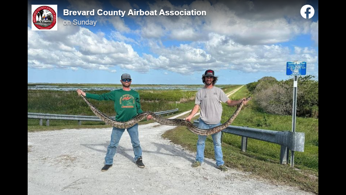 A nearly 12-foot python was captured in Brevard County, Florida, which is about 100 miles farther north than expected for the invasive reptiles, according to the Florida Fish and Wildlife Conservation Commission.
