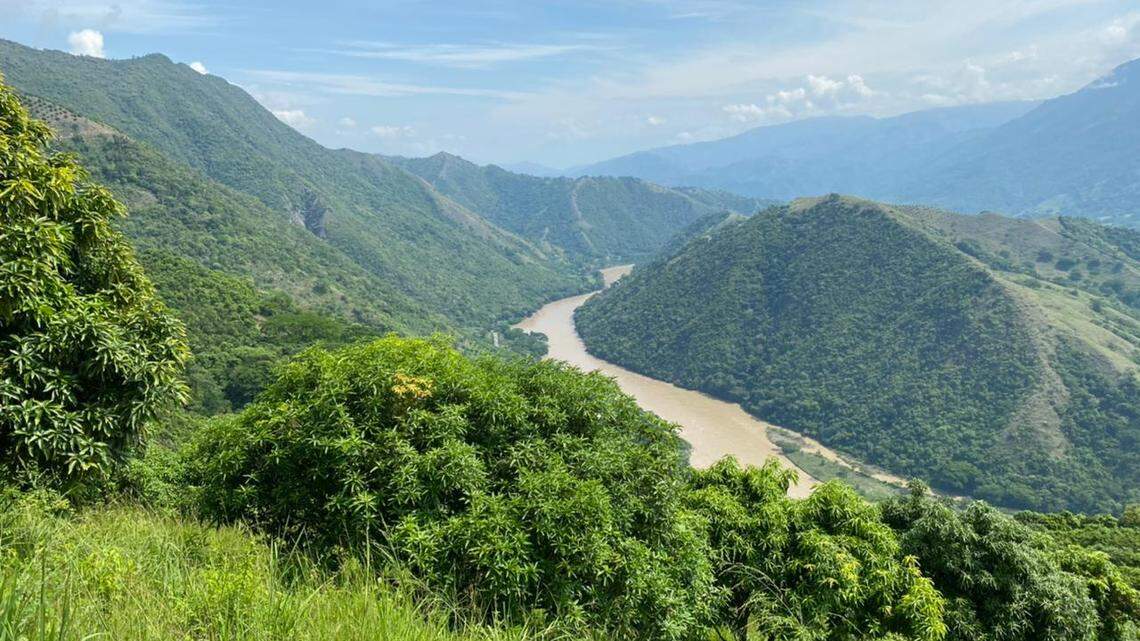 The Colombian company co-owned by Miami developer Moishe Mana produces dairy, Tahiti limes, mangoes, oranges, pineapples and corn. Above: A view at one of the mango farms and trees.