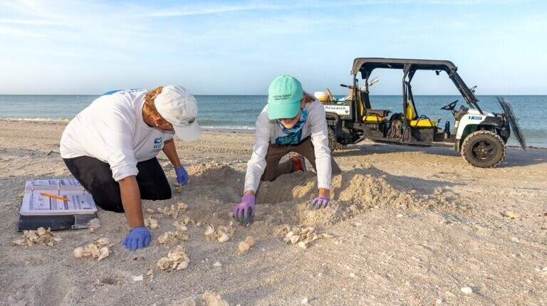Sea turtles, a Florida conservation success story, face a new threat