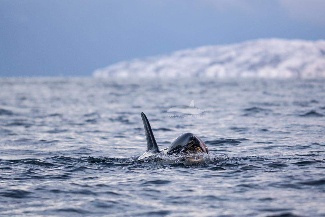 One of the killer whales caught the small bird in its mouth, the boaters said.