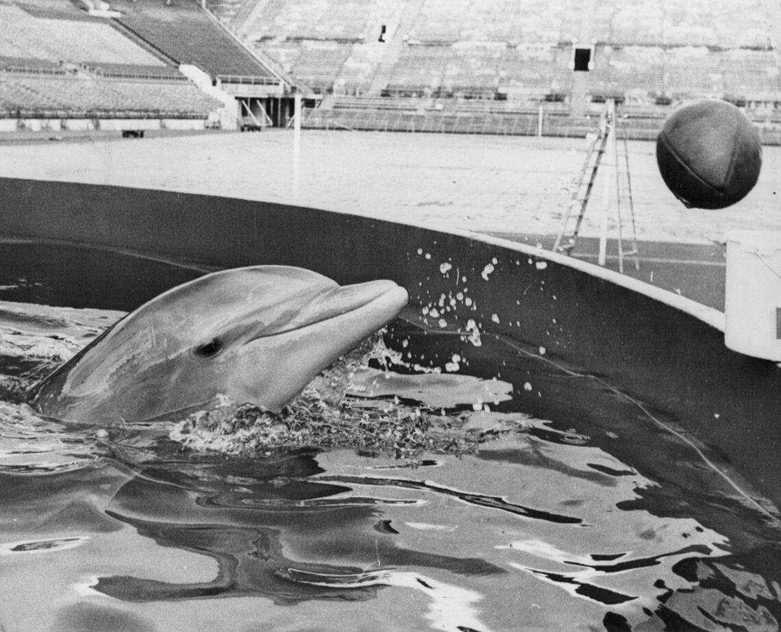 Flipper served as a mascot of the Miami Dolphins in 1966. The porpoise is seen here in a tank near one of the end zones at the Orange Bowl.