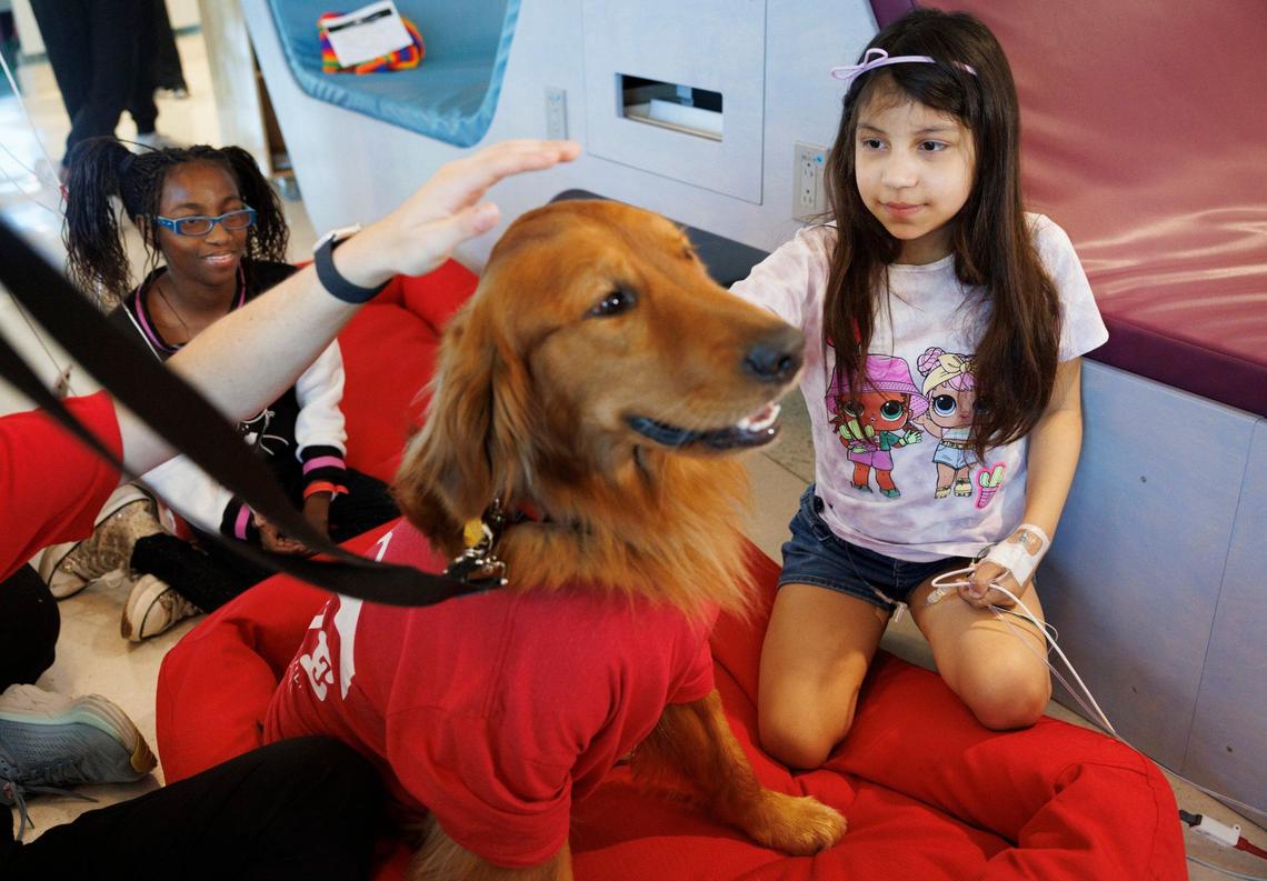 Aniyah Richardson, left, and Mariana Villasmil, right, patients at Joe DiMaggio Children’s Hospital pet Golden Delicious aka “Goldie”, the new therapy dog, on Thursday, May 23, 2024, at Joe DiMaggio Children’s Hospital in Hollywood, Fla. Goldie will join his uncle, Freedom, as part of the hospital’s Animal Assisted Therapy program.