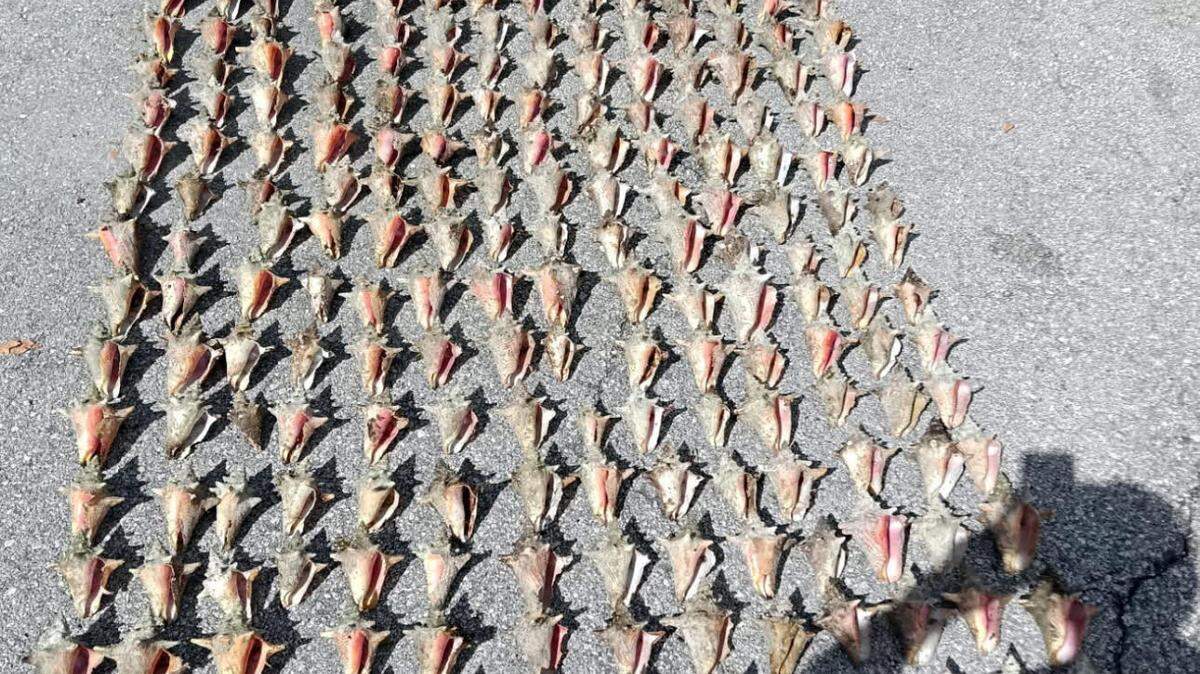 Investigators laid out 291 empty queen conch shells that they say were illegally harvested between July 7 and July 10, 2025, in the Florida Keys.