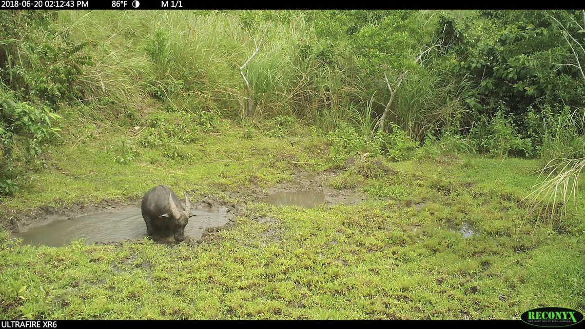The tamaraws would wallow during certain parts of the day, suggesting it helped with their thermoregulation.