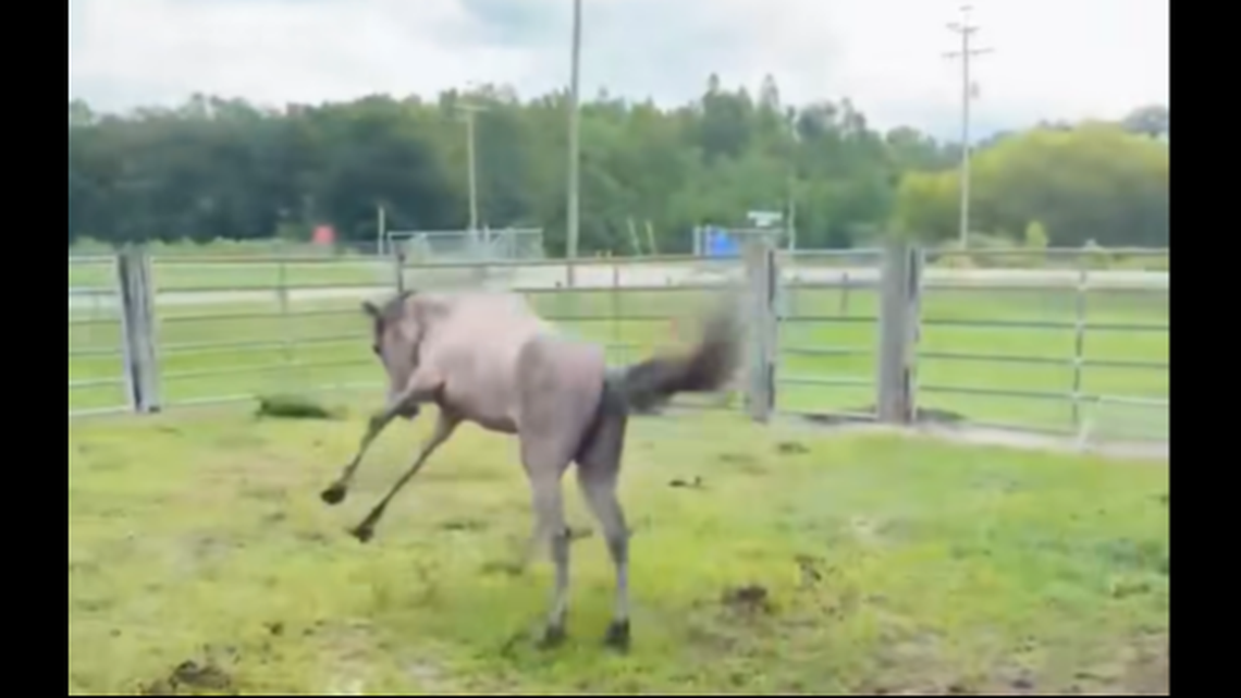 Two-year-old Thunder began leaping and kicking his feet after been turned loose in a pasture by the Polk County Sheriff’s Office in Florida, video shows.