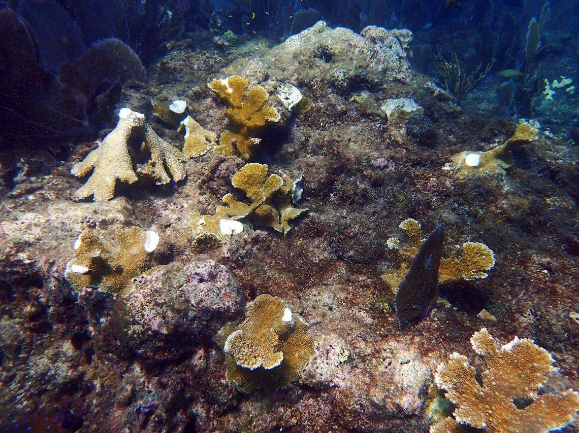 Elkhorn coral is shown damaged and detached from its base on Pickles Reef in Key Largo. Scientists believe a boat anchor caused the damage.