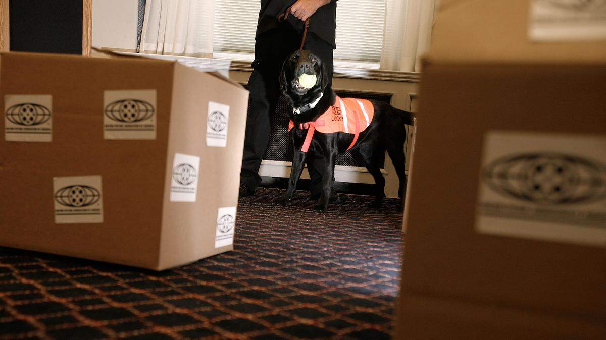 hidden mold detection dog