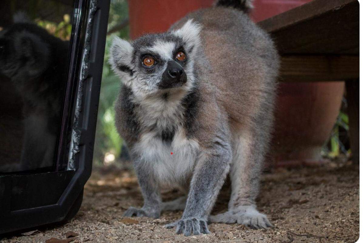 Matilda the lemur at Brevard Zoo. She’s 15
