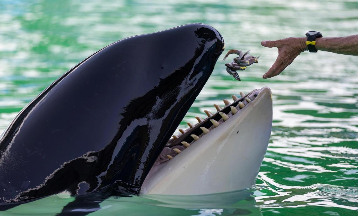 Trainer Marcia Henton feeds Lolita the killer whale, also known as Tokitae, inside her stadium tank at the Miami Seaquarium on Saturday, July 8, 2023, in Miami, Fla. After officials announced plans to move Lolita from the Seaquarium, trainers and veterinarians are now working to prepare her for the move.