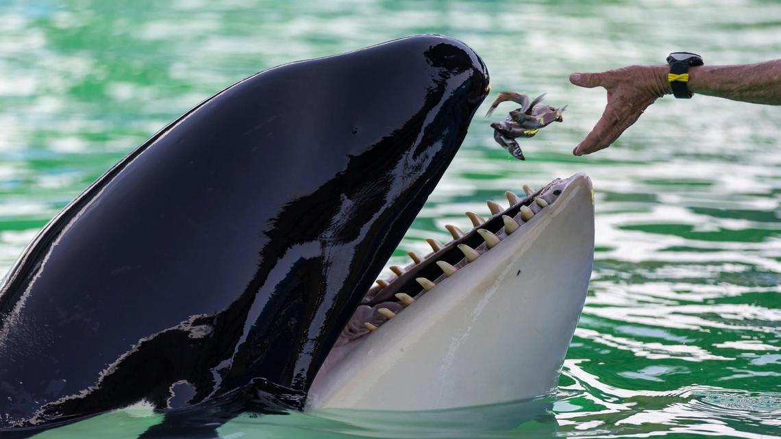 After her death in a Miami tank, push to send Lolita home to the Pacific continues