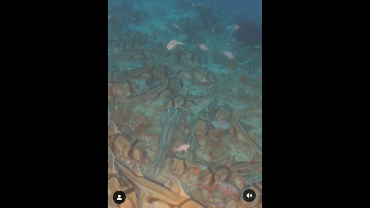 Port Jackson sharks grow to about 5.5 feet in length and are known for having “a distinctive blunt head” and harness-like markings, the Australian Museum reports. They prefer rocky environments near the bottom of the seafloor and hafve a lifestyle that involves foraging at night and sleeping during the day, experts say.