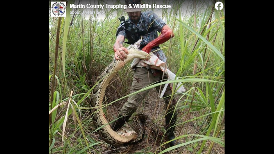 Mike Kimmel, known as the Python Cowboy on social media, has captured invasive pythons as big as this 17 feet, 7-inches, according to a Facebook post shared in 2020.