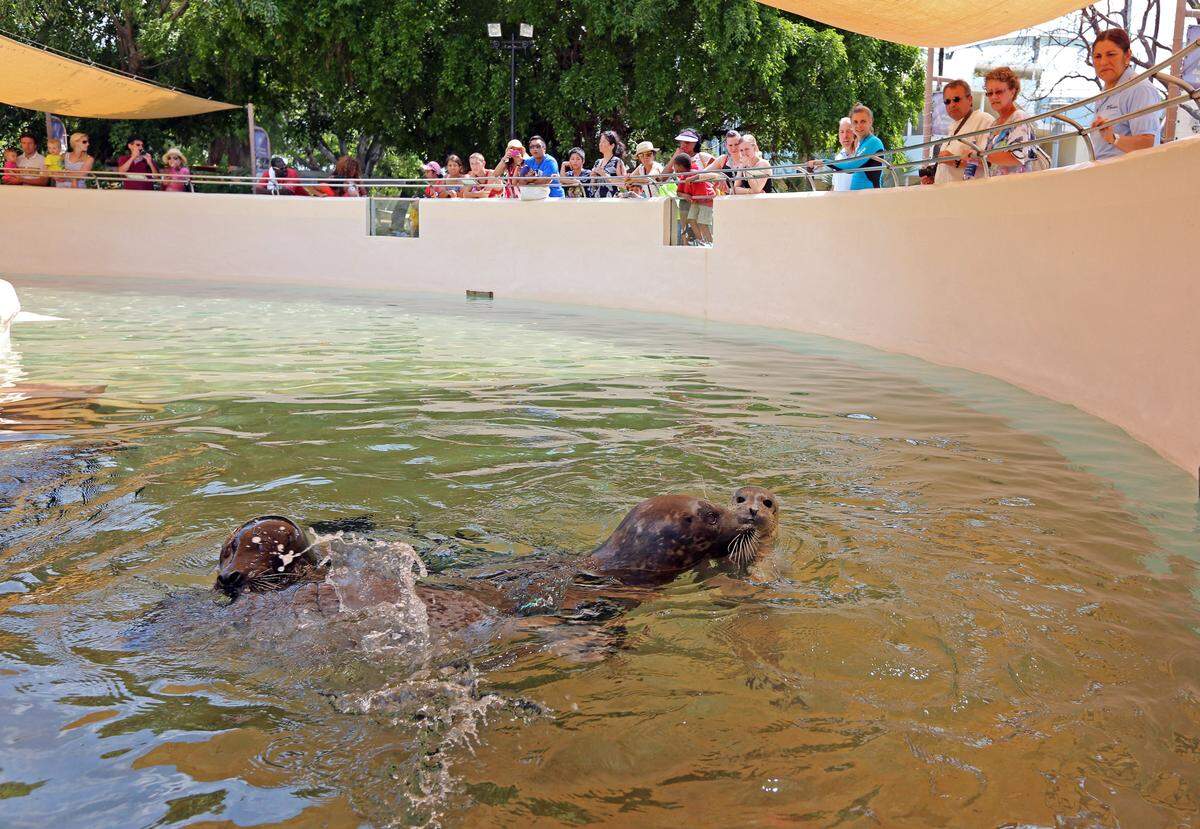Three harbor seals were born at the Miami Seaquarium as patrons viewed the pups in this file photo from May 14, 2013. Visitors viewed the pups at the Seal & Sea Lion Exhibit Pool at the Golden Dome.