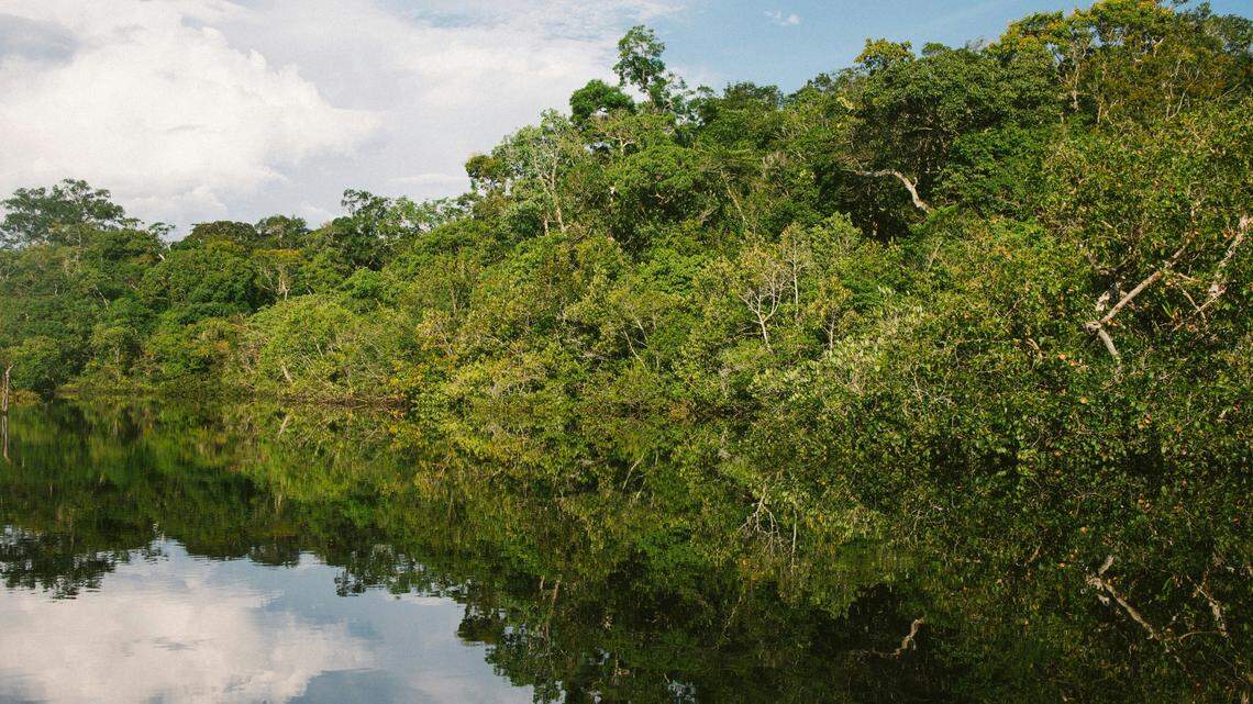 In a lagoon in the Amazon, an aquatic predator was discovered.