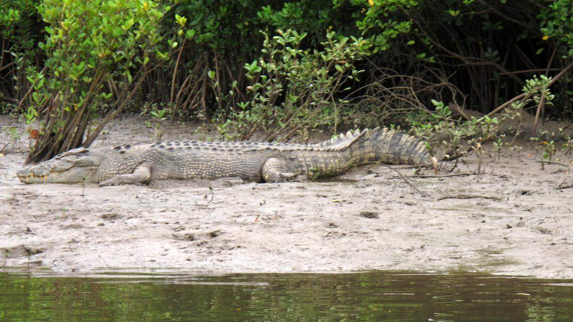 In this June 29, 2015, photo, a crocodile rests on the shore along the Daintree River in Daintree, Australia. Two crocodiles in Australia are suspected of consuming a missing fisherman, authorities say.