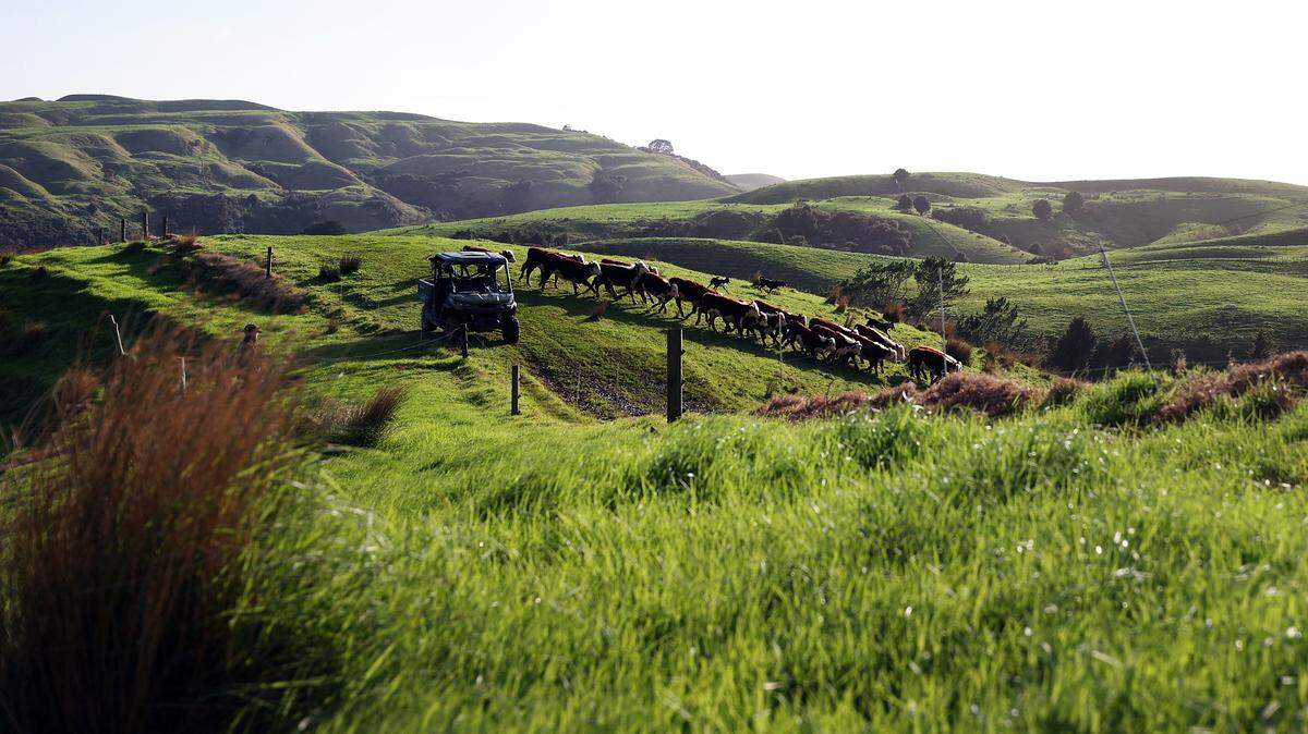Thieves Steal 12 Animals From Therapy Farm for Children