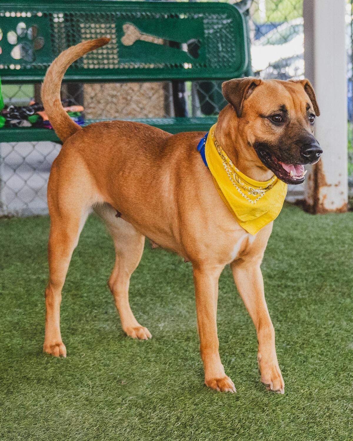 Luna #A2349346 is an independent little lady that like to do her own thing in the playgroups and tend to gravitate to her handlers rather than the other dogs. This dainty and loving 2-year-old girl was surrendered in June because her family had to move and could not keep her. She needs a family to whom she can give love, hugs and kisses.