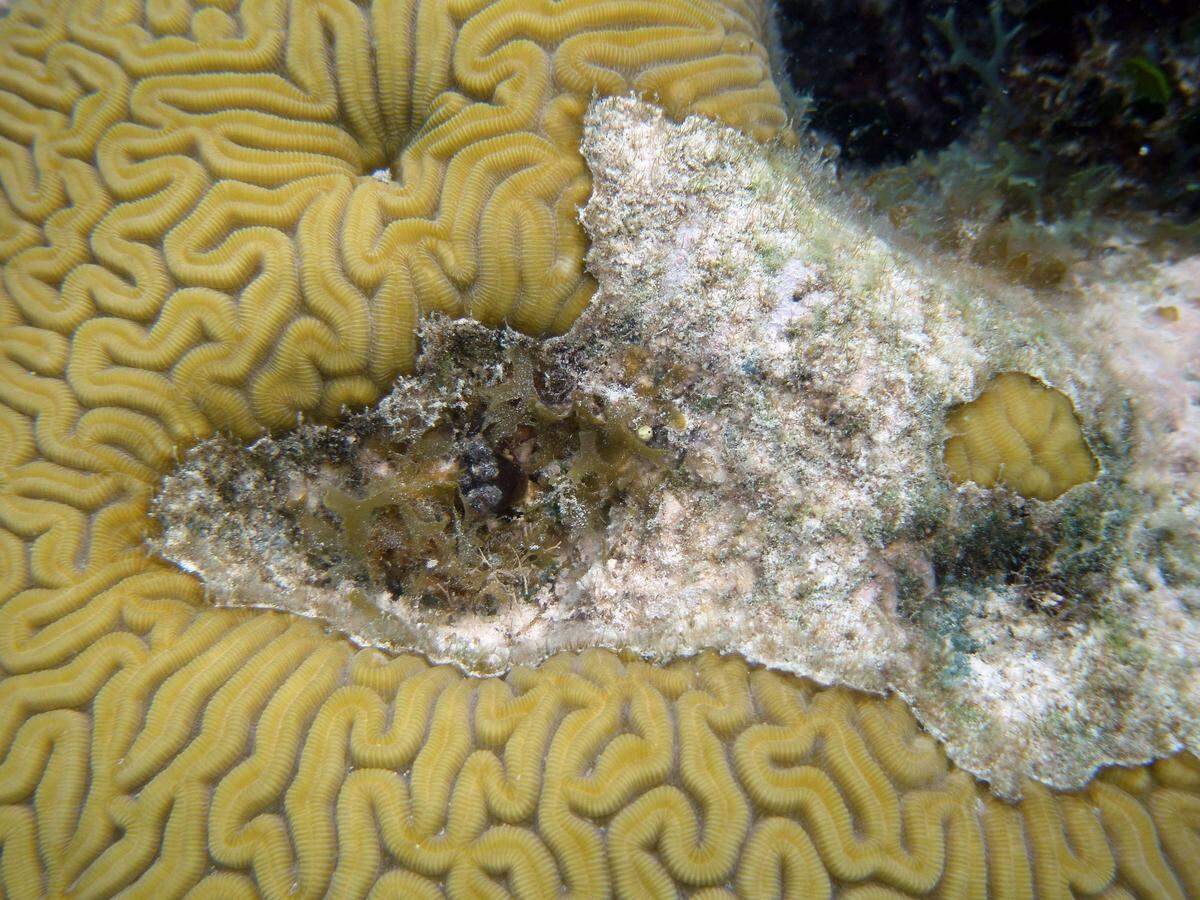A sea snail is situated in brain coral off the Florida Keys.