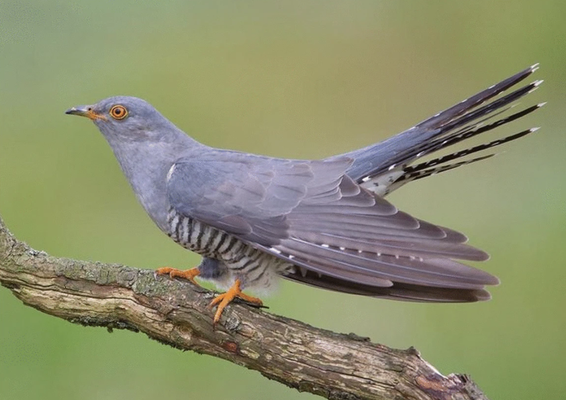 In ancient folklore, the cuckoo bird’s song ending symbolized the end of summer.