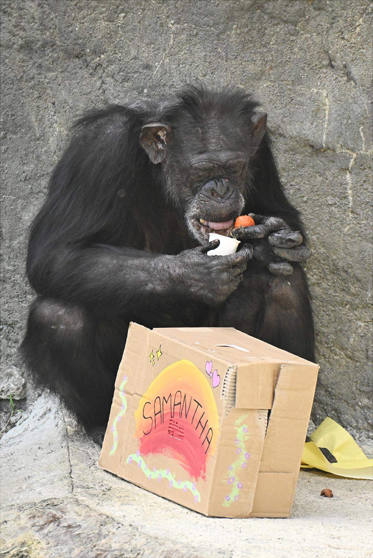 Samantha, the third-oldest chip in North America, gets a treat from her gift box on her 57th birthday on February 5, 2026.