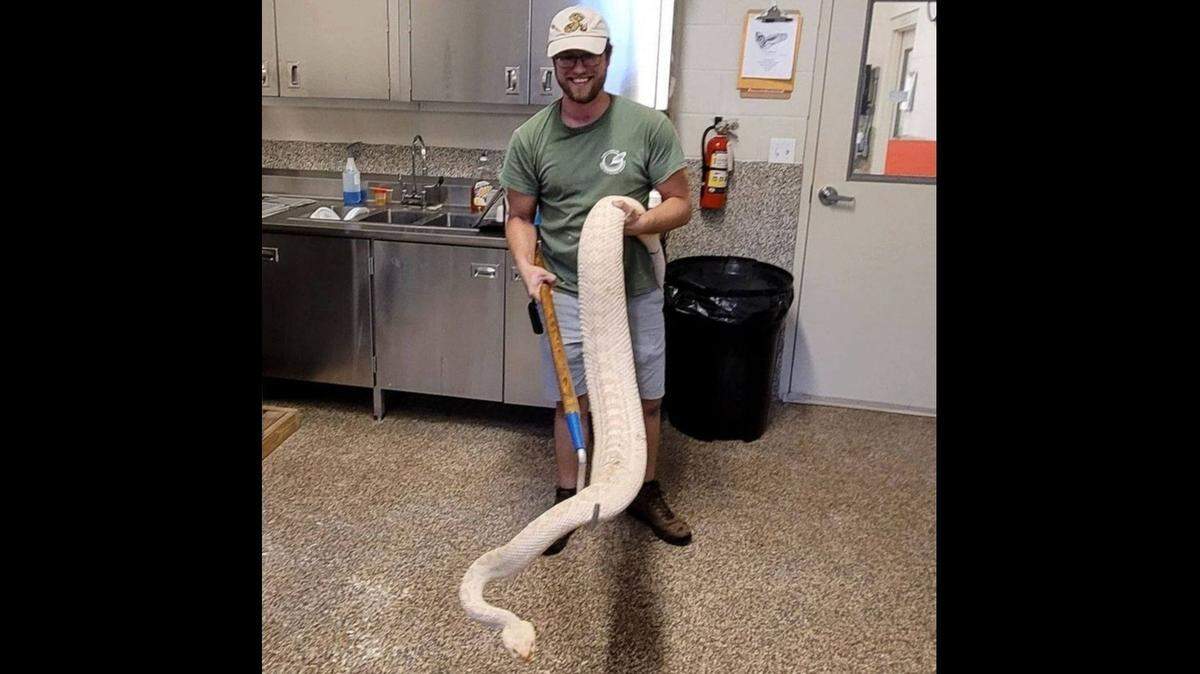 The 7-foot, 4-inch albino eastern diamondback rattlesnake known as Edgar was among the largest on record. He had died at the Central Florida Zoo, officials say.