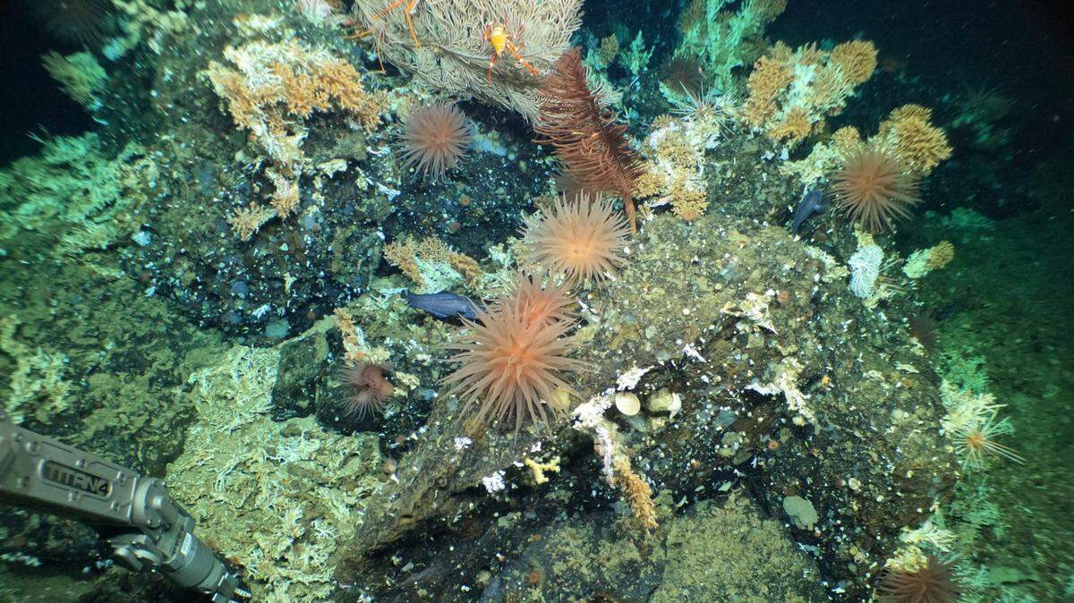 The reef was discovered at a depth of about 1,310 to 1,970 feet, scientists said.