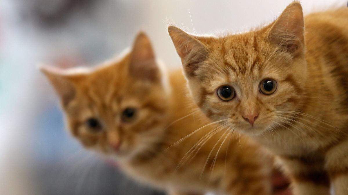 MANCHESTER, ENGLAND - JULY 27: Milly, a 13-week-old kitten waits with her brother Charlie (L) to be re-homed at The Society for Abandoned Animals Sanctuary in Sale, Manchester which is facing an urgent cash crisis and possible closure on July 27, 2010 in Manchester, England. The Society for Abandoned Animals exists entirely on public support and unless it can raise GBP 50,000 in the next couple of months it will have to close down. The registered charity started in 1967 and in the last five years alone the charity has rescued and found homes for more than 1,000 cats, 290 rabbits and 262 dogs. The rescue centre is one of the many who are suffering a downfall in donations due to the economic recession. (Photo by Christopher Furlong/Getty Images)
