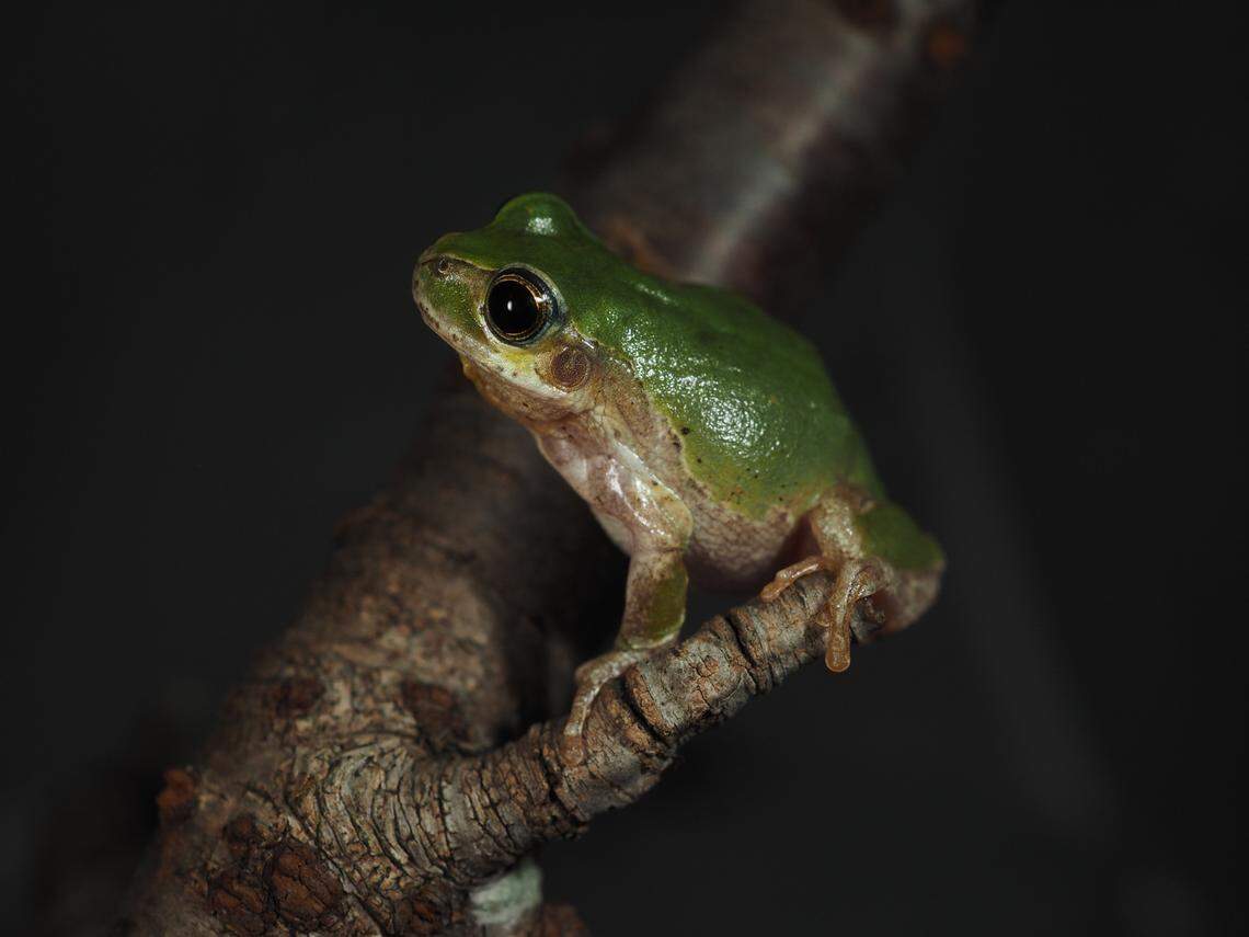 The east Japan tree frog was previously believed to be part of another tree frog species.