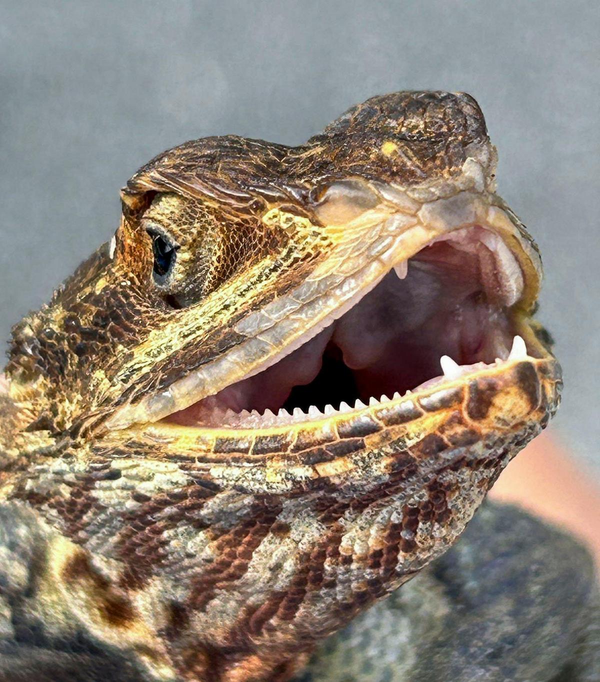 Peter’s rock agamas have spread across Florida, in some places pushing aside native species like the brown anole. That shift in the reptile population could potentially have ripple effects on mosquitoes and the spread of diseases .