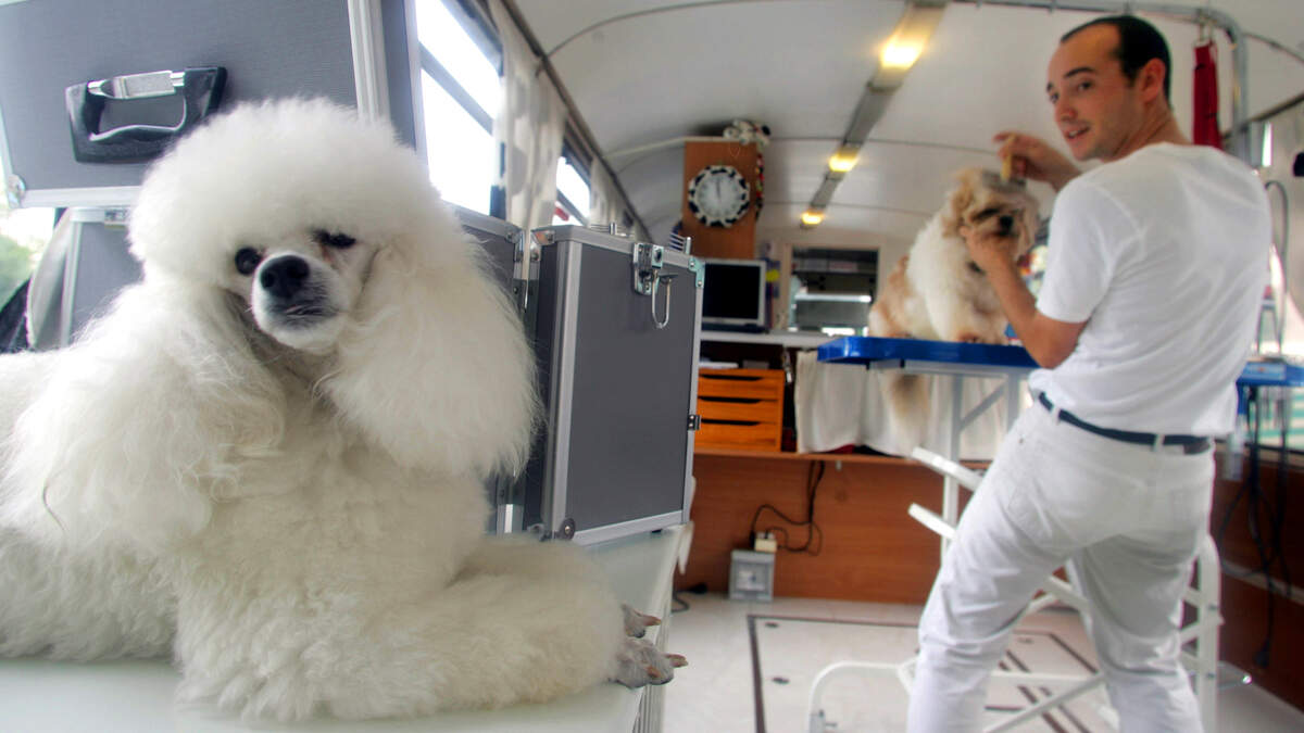 mobile dog grooming service