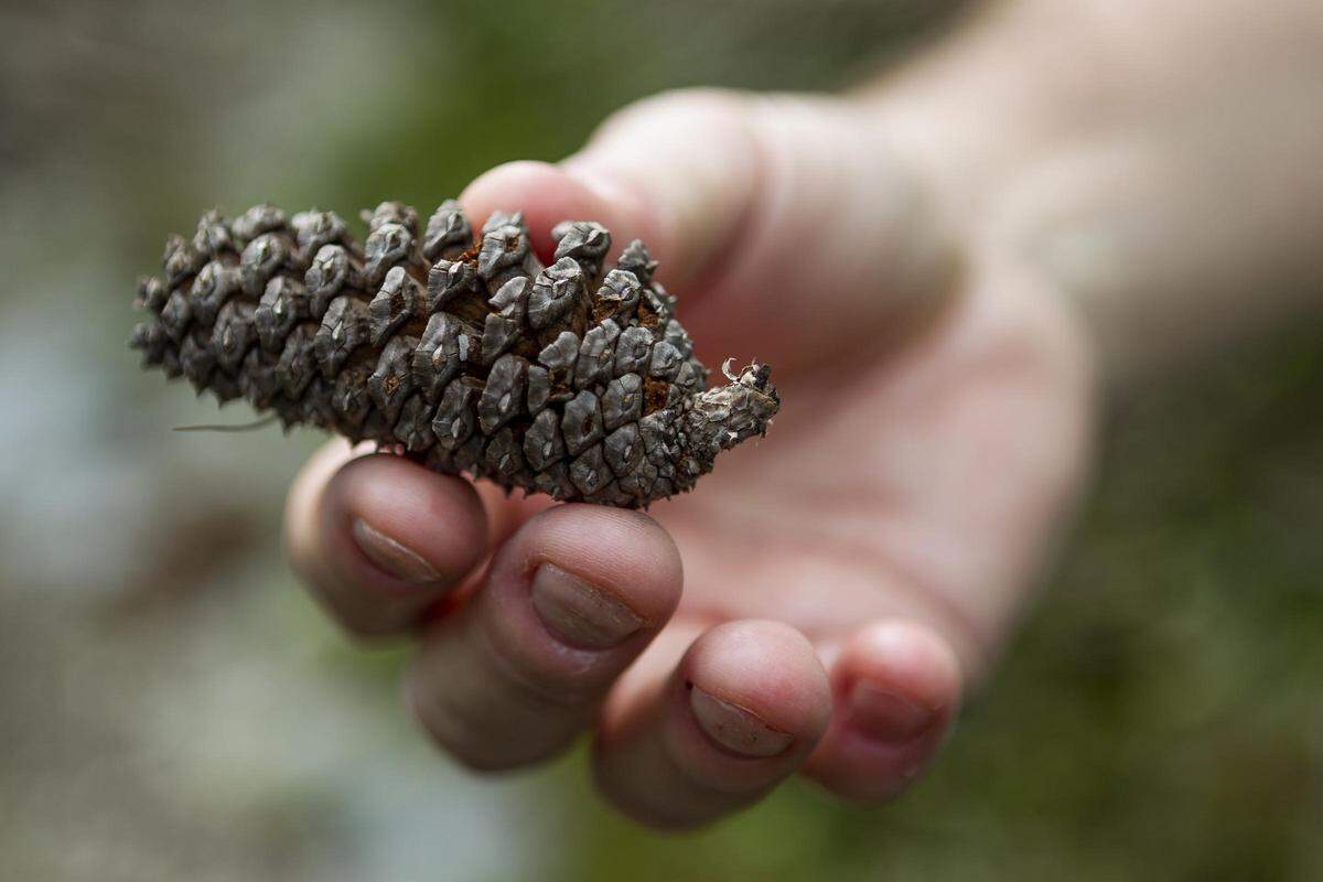Michael Ross, a forest and landscape ecologist at Florida International University, holds a pinecone on Sugarloaf Key near Key West, Florida on Tuesday, December 18, 2018.