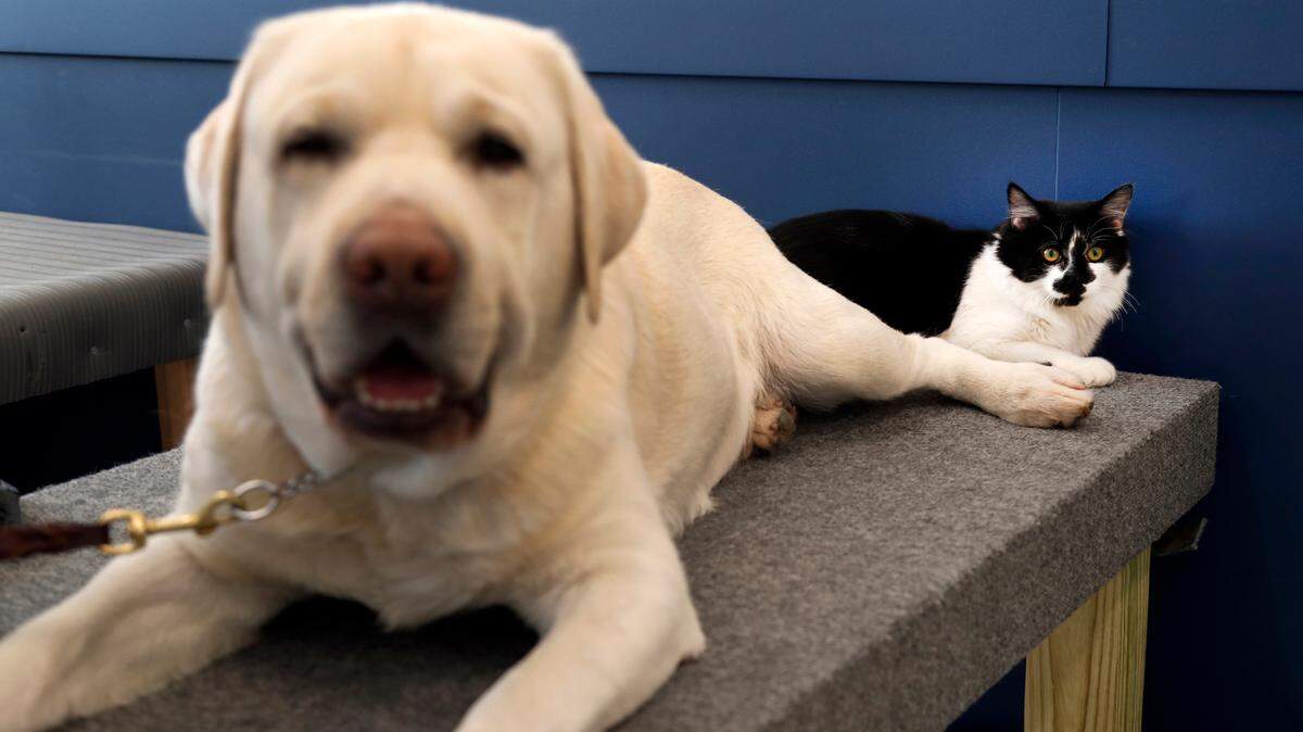 The Animal Poison Control Center says reports of pets eating weed have jumped. (AP Photo/Jeff Roberson)