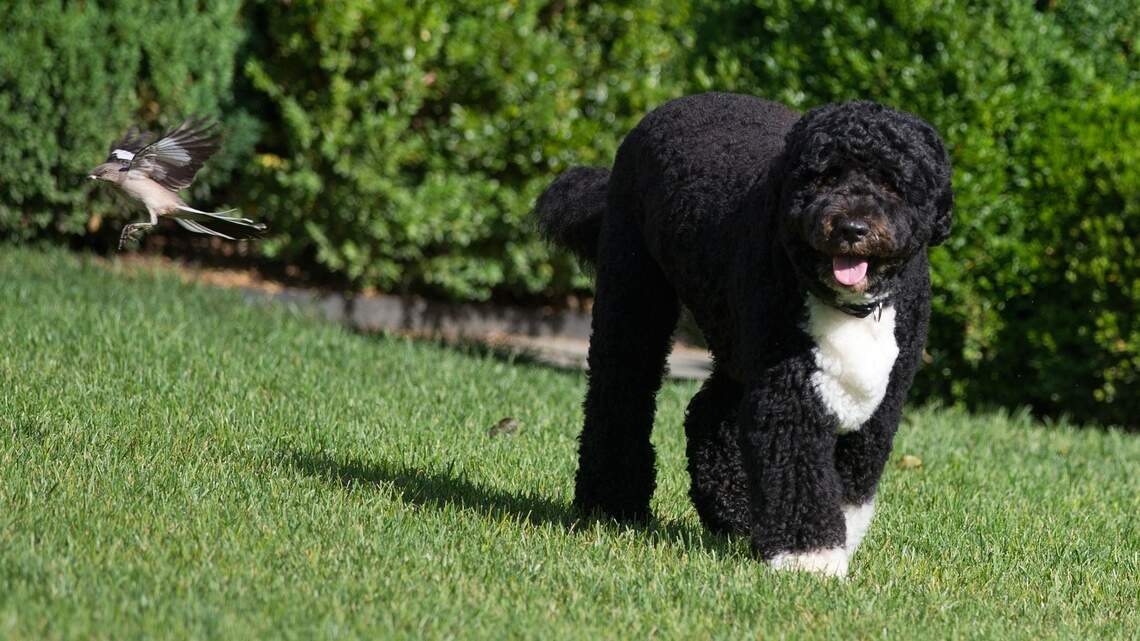 Dogs are dying from common garden plants and most pet owners don't realize the danger is in their yard
