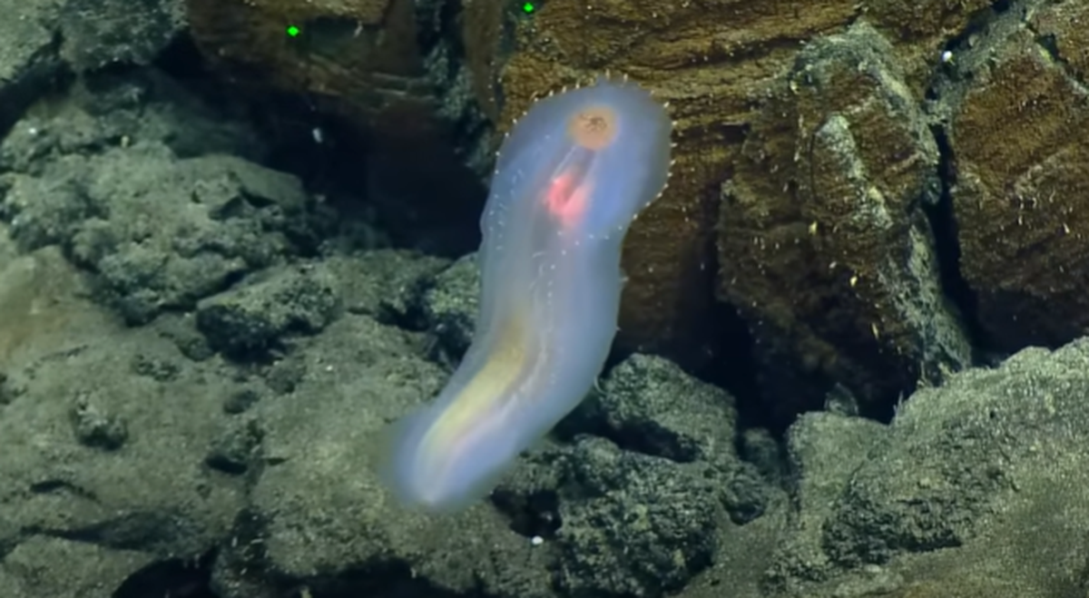The sea cucumber’s body was translucent, allowing researchers to see its organs.