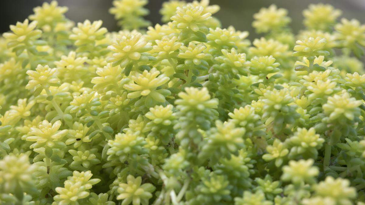 Sedum provides yellow-green in well-drained, sunny locations.