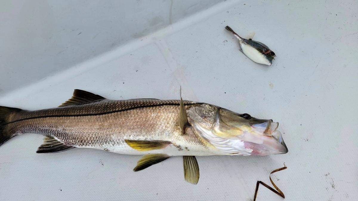 A snook and a cowfish lie on the deck of a Florida Fish and Wildlife Conservation Commission boat in July 2022. An FWC officer found the cowfish stuck inside the mouth of the snook. According to the FWC, an officer dislodged the smaller fish and revived both animals so that they were both able to swim away.