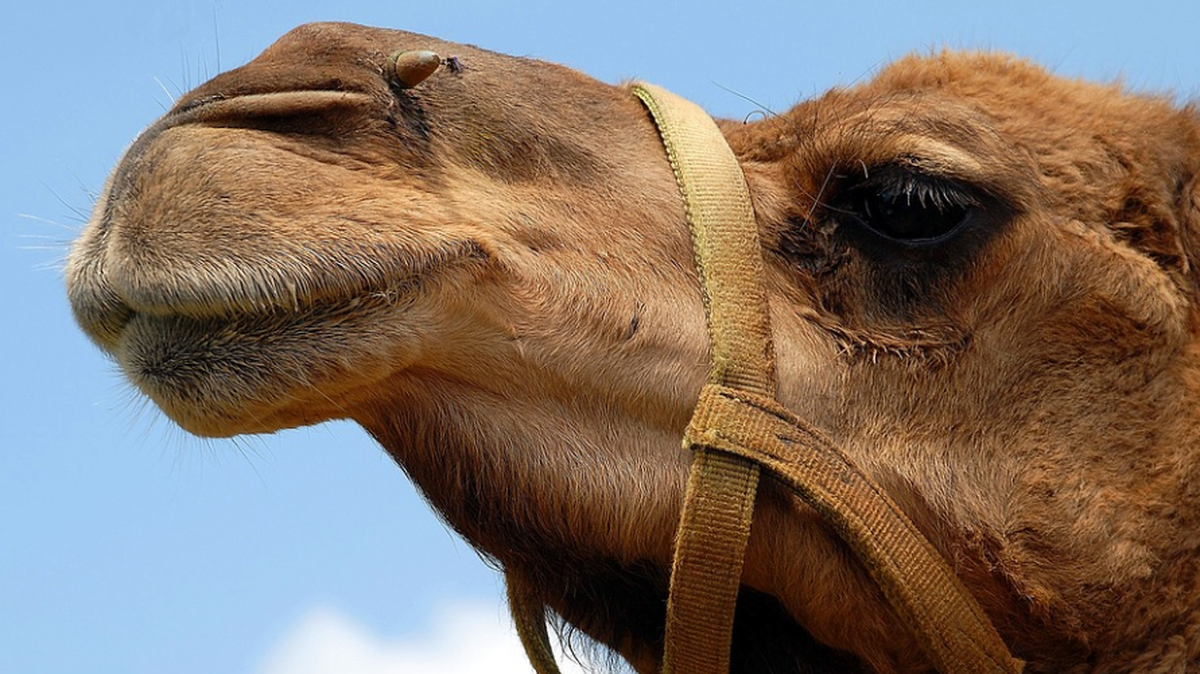 Camel