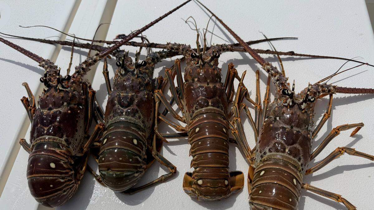 Two divers died and a juvenile was injured in the Florida Keys during the lobster miniseason. Florida Keys deputies described the 2025 season as typical.
