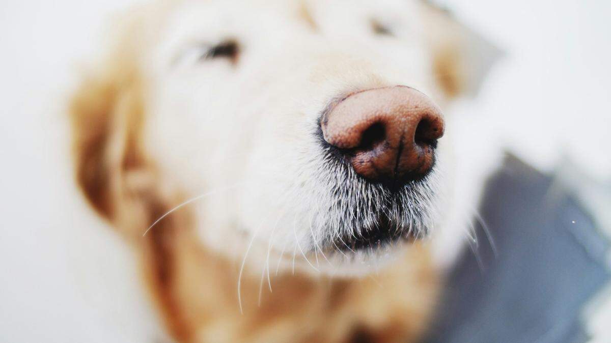 A woman’s dog fell ill, then the woman started showing the same symptoms, Japan doctors said.