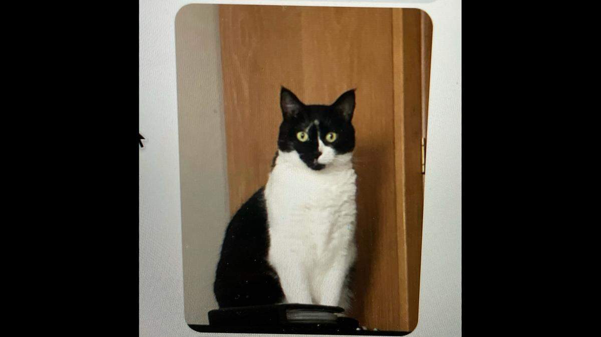 Coco the cat was believed to have been stranded inside the doomed Champlain Towers South building.
