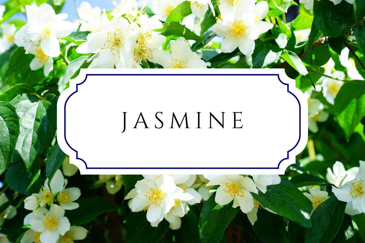 names that mean flower jasmine