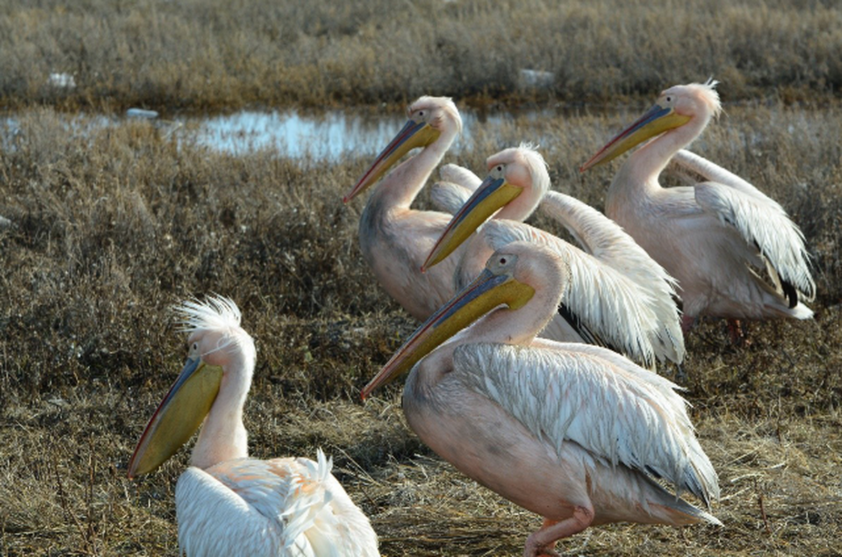 Great white pelicans were saved by local residents when they were stuck at a frozen lake.