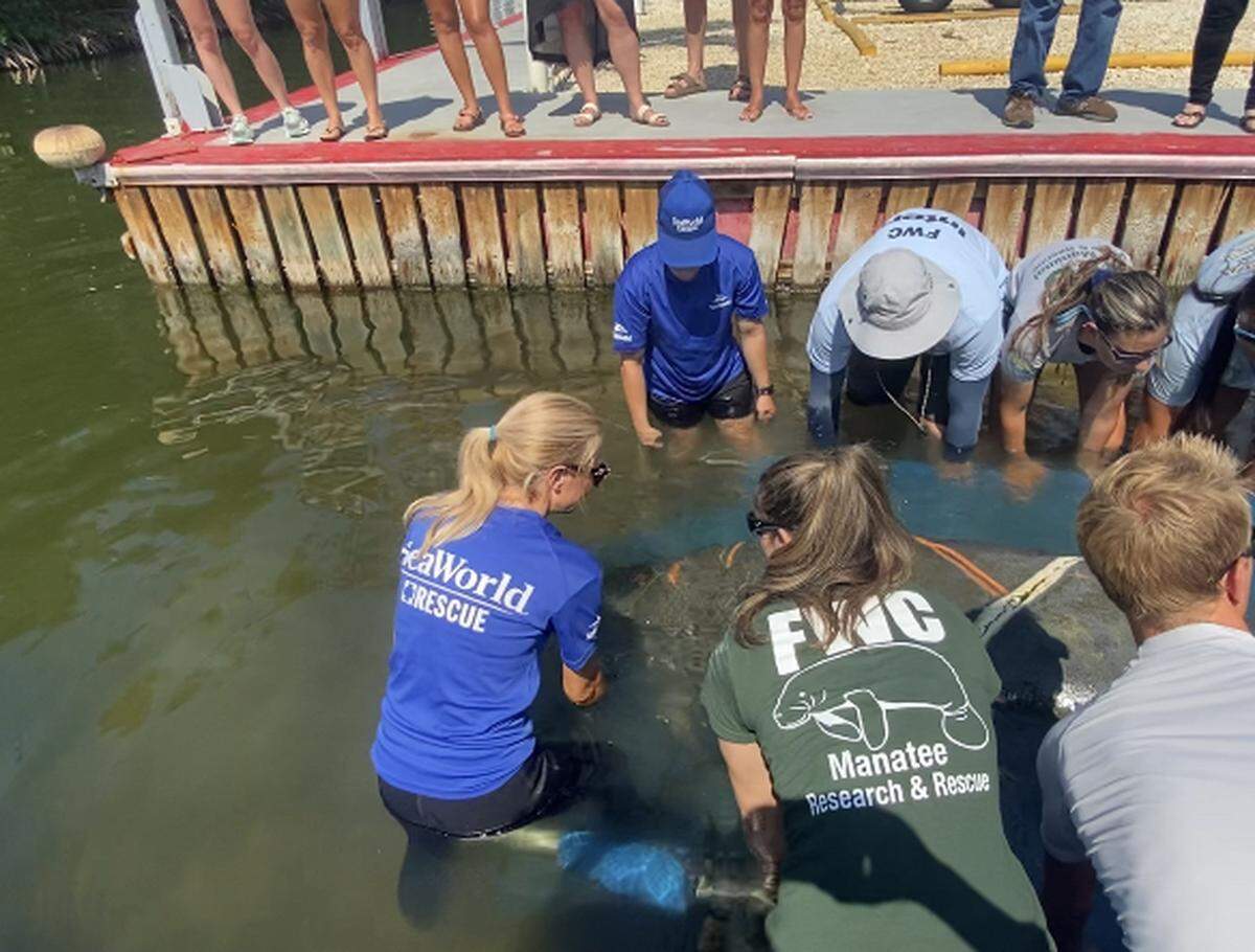 Marine scientists and volunteers lower a manatee into the water off a boat ramp at Calusa Campground in Key Largo Wednesday, March 29, 2023. The manatee was named Garlic Knot by scientists at SeaWorld, where he was treated for boat propeller injuries.