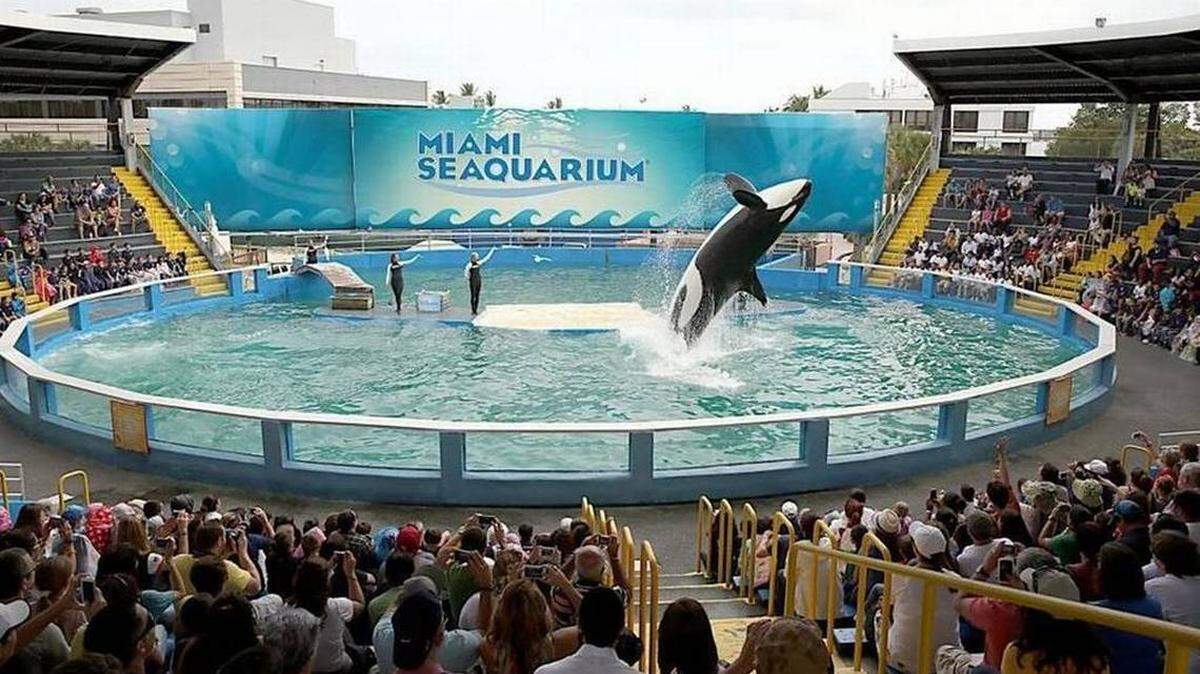Lolita the killer whale, also known as Toki, performs in her stadium tank. She’s about 56 years old and has been the main attraction at Miami Seaquarium for decades.