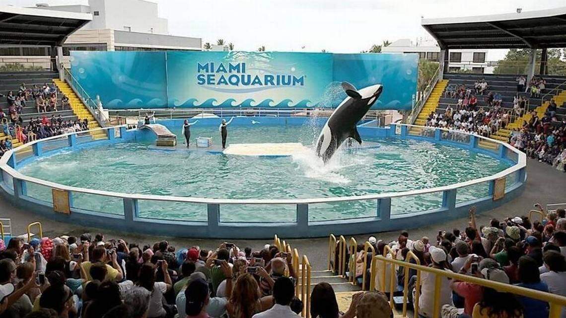 Lolita the killer whale, now known as Toki, performs in her stadium tank. She’s about 56 years old and has been the main attraction at Miami Seaquarium for decades.