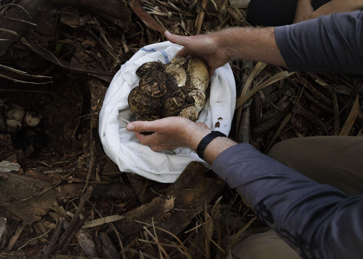 Brandon Welty, wildlife biologist and invasive species research coordinator for University of Florida Croc Docs, collects the clutch of python eggs to bring back to the laboratory for testing during a research trip on Tuesday, June 30, 2026, from a nest the scientists have been tracking in the Everglades outside of Weston. Pythons are an invasive species, and scientists are studying the eggs to better understand how to manage and mitigate the population. Her eggs were taken back to the lab to be studied by scientists, and they will not hatch them, they will dispose of them. Removing the eggs keeps the population from growing more than it already is.